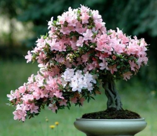 rododendron-Azaliya
