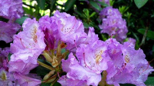 rododendron-daurskiy-1