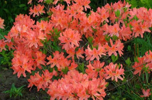rododendro japonés