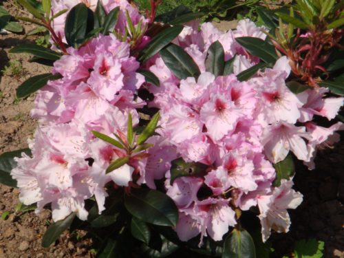 rododendron-Katevbinskay.