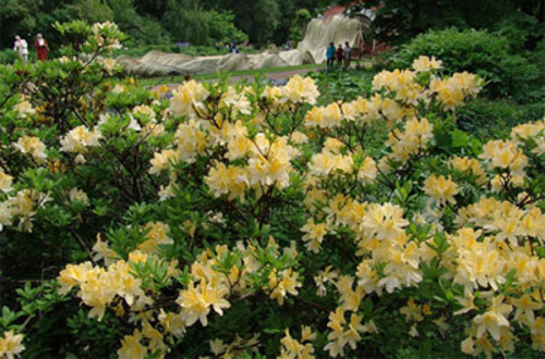 rhododendron რბილი