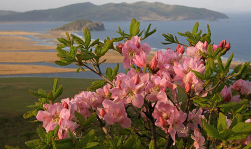 rododendron-posadka-uxod-1