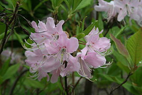 rhododendron VASER