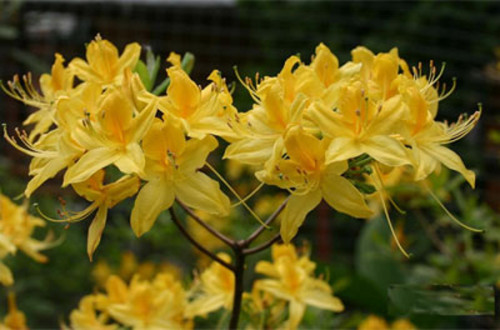 rhododendron ყვითელი