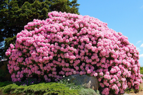 rododendron_foto_03