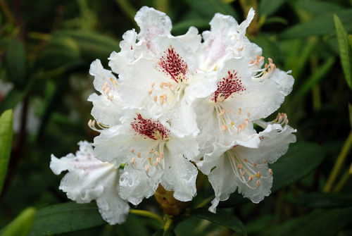 rododendron_peter_tigersted_08.