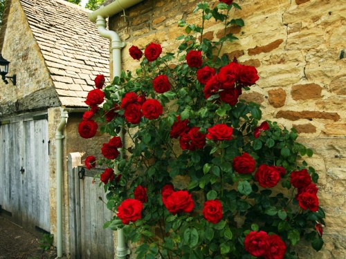 ძვირადღირებული- pleety roses-on-photo
