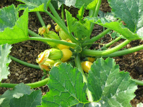 round_courgettes.