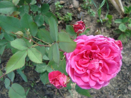 vrtnica