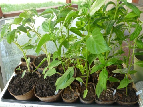 seedlings-2