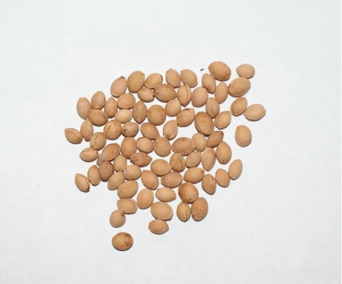 semena-Dereva-Vishnja-VojlochNaja-10-G-2_ENL000