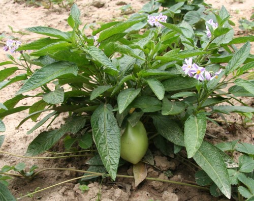 Solanum_muricatum_Flower_and_Fruit