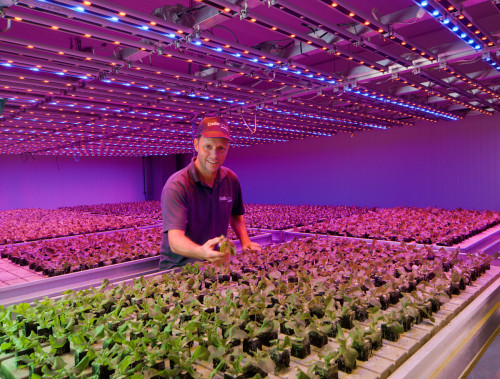 LED lighting horticulture