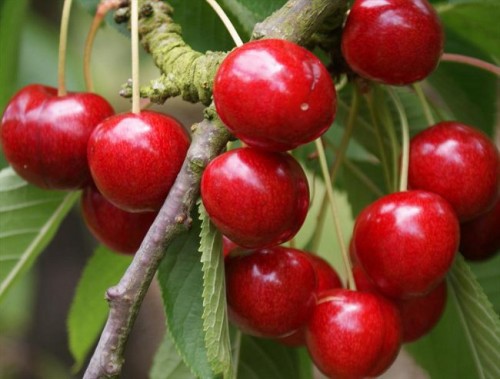 sweet-cherry-pruning_big
