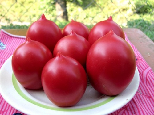 tomato de Barao-Tsarsky