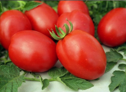 tomato-de-Barao-krásnym