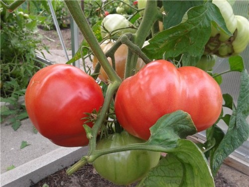 tomat-medvezhya-lapa