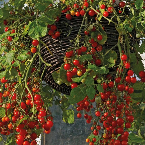 Rastúci cherry paradajka v pozastavených košoch