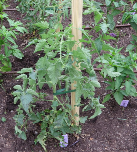 tomato-plant-e1468012151253