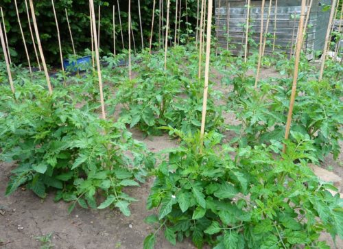 tomato-plant-rows