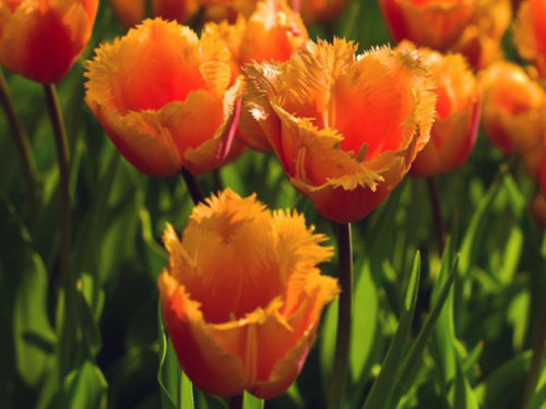 tulipa5_1
