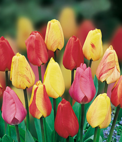 tulips-dwh-mixed_enl
