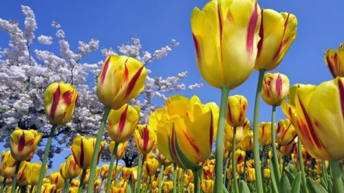 tulips_planting_2-795x447