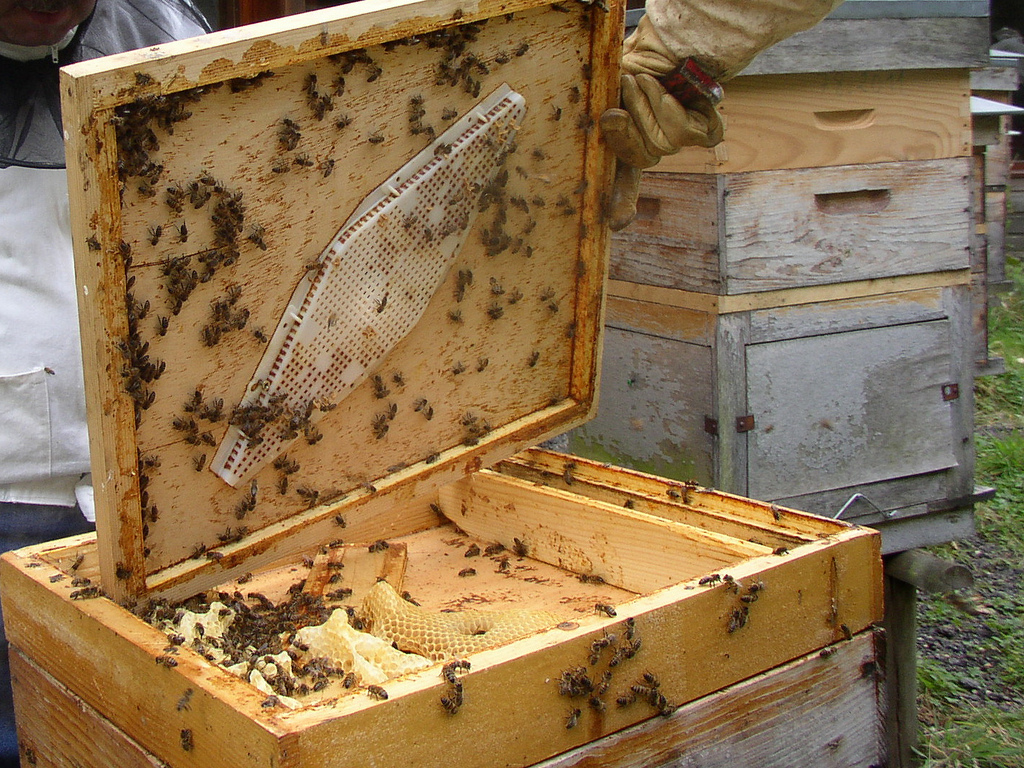 Изготовление рамок для пчел своими руками/ Разделитель Гофмана ручным фуганком.