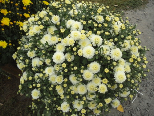 Več Chrysanthemum Grade.