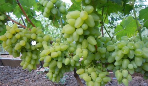 vinogradi-Bazhena1