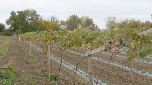 vinograd-jüpiter1