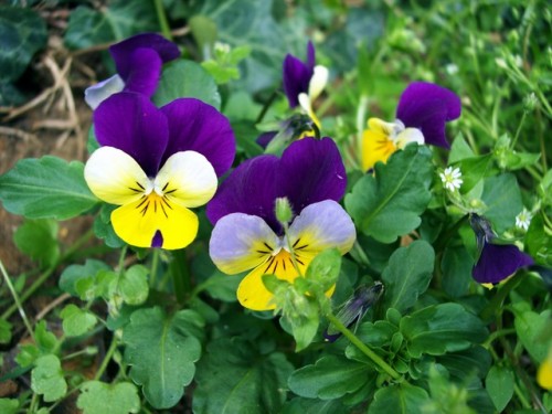 Viola tricolor_3