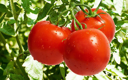 vynoslivye-tomatity-Sort-Xlynovskij