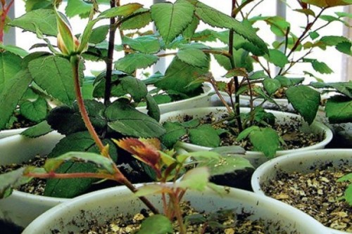 Vyraschivanie rozy iz semyan