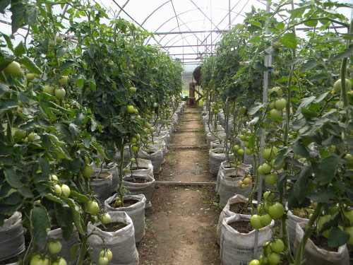 Καλλιέργεια-ντομάτα-B-Teplice