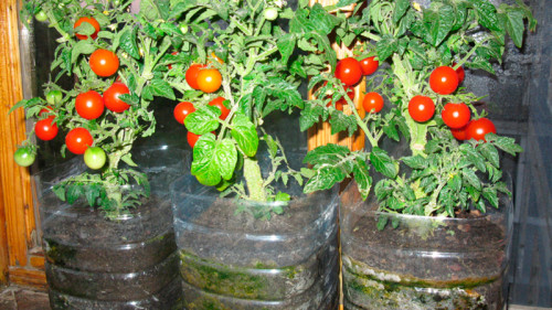 Выращивание помидор черри на балконе