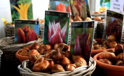 wisley-flower-show-tulip-bulbs-642x393