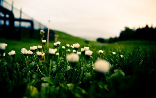 зелениј-Крупниј-план-природа-Цвети-трава-Маргаритка
