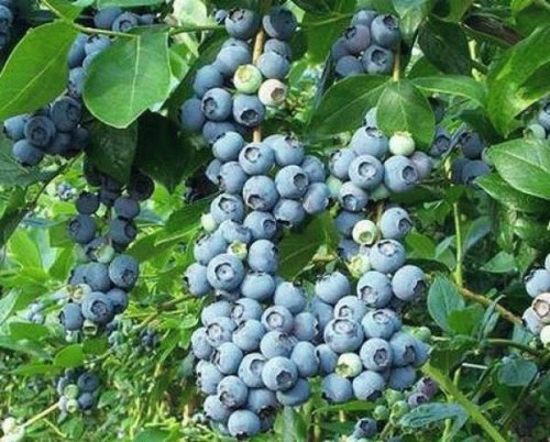 Blueberry Berries Patriot