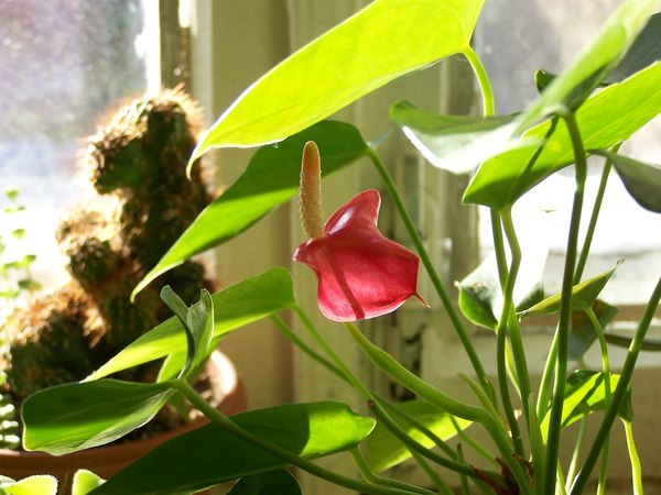 anthurium enano, florece en invierno.