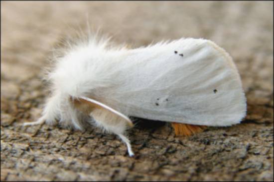 borboleta zlatoguka.