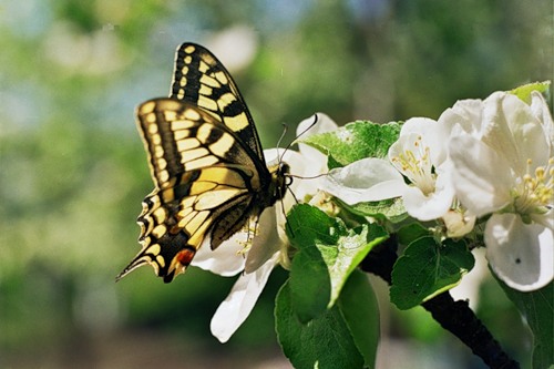 butterfly on ვაშლის ხე