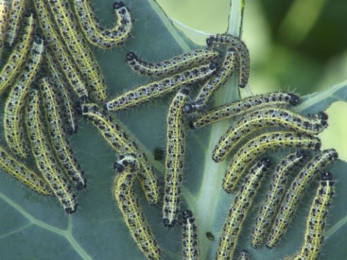 Caterpillar Cabpsum
