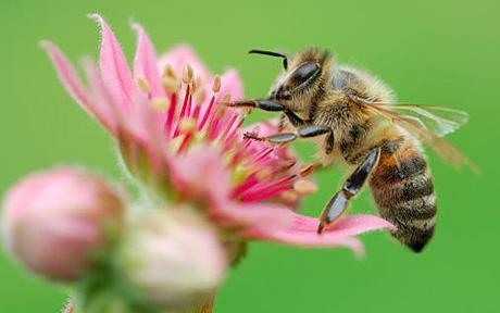 красива пчела