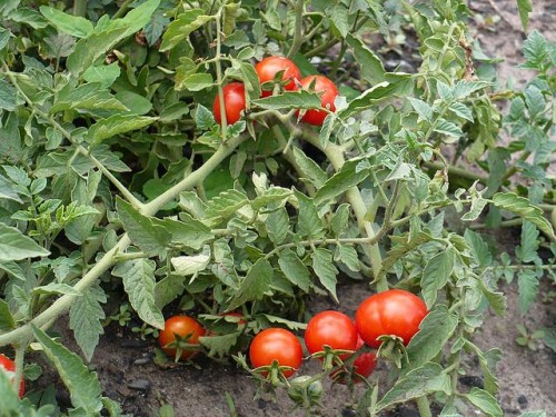 získať plodiny-paradajka