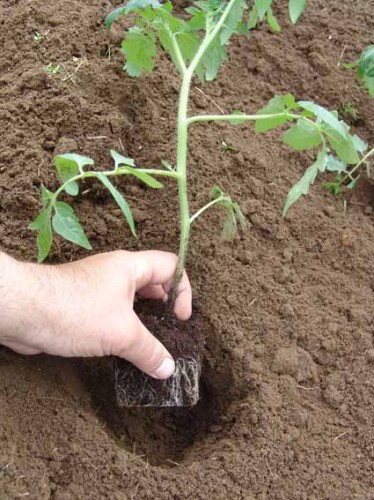 landing-Seedlings-Tomatov-B Greenhouse1