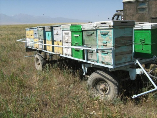 Прицеп-платформа для перевозки пчелиных ульев: обзор цен, описания, отзывы