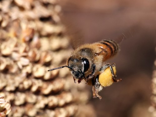 การเลี้ยงผึ้ง - สปริง 2