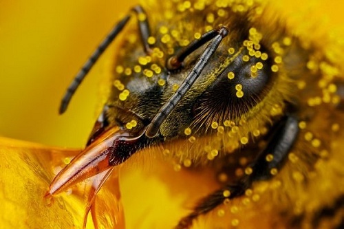 pchele üzerinde polen