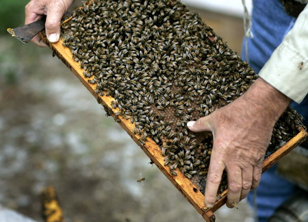 การปรับปรุงพันธุ์-bees2